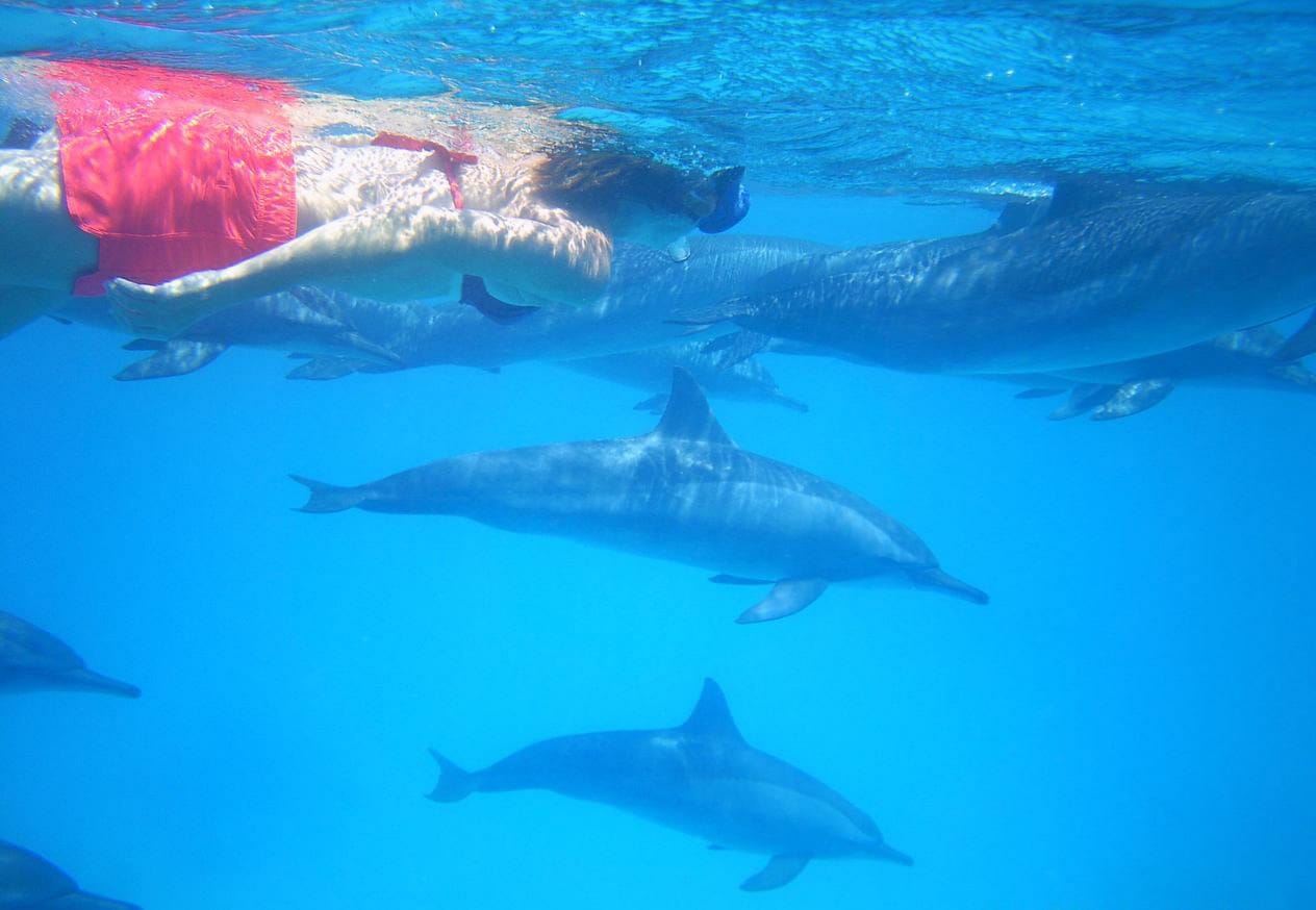 moi et dauphins
